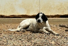 CONSTANTINO, Hund, Pointer-Mix in Italien - Bild 5