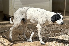 CONSTANTINO, Hund, Pointer-Mix in Italien - Bild 6