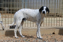 CONSTANTINO, Hund, Pointer-Mix in Italien - Bild 7