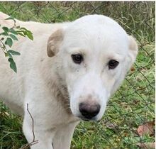 TILLY, Hund, Herdenschutzhund-Mix in Rumänien - Bild 1