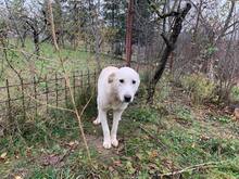 TILLY, Hund, Herdenschutzhund-Mix in Rumänien - Bild 11