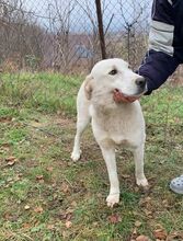 TILLY, Hund, Herdenschutzhund-Mix in Rumänien - Bild 12