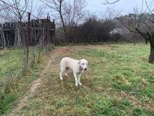 TILLY, Hund, Herdenschutzhund-Mix in Rumänien - Bild 14