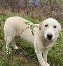 TILLY, Hund, Herdenschutzhund-Mix in Rumänien - Bild 2