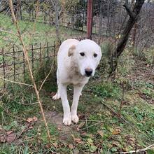 TILLY, Hund, Herdenschutzhund-Mix in Rumänien - Bild 4