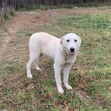 TILLY, Hund, Herdenschutzhund-Mix in Rumänien - Bild 5