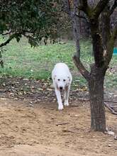 TILLY, Hund, Herdenschutzhund-Mix in Rumänien - Bild 7