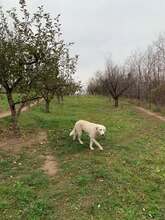 TILLY, Hund, Herdenschutzhund-Mix in Rumänien - Bild 8