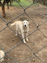 TILLY, Hund, Herdenschutzhund-Mix in Rumänien - Bild 9