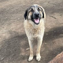 DUSTY, Hund, Mischlingshund in Rumänien