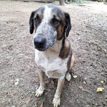 ANTON, Hund, Mischlingshund in Rumänien