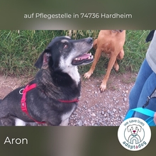 ARON, Hund, Mischlingshund in Hardheim - Bild 1