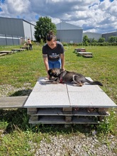 ARON, Hund, Mischlingshund in Hardheim - Bild 3