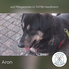 ARON, Hund, Mischlingshund in Hardheim - Bild 4