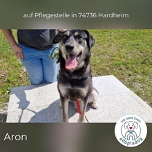 ARON, Hund, Mischlingshund in Hardheim - Bild 7