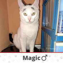 MAGIC, Katze, Europäisch Kurzhaar in Bulgarien - Bild 1