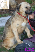 BLIXI, Hund, Mischlingshund in Bosnien und Herzegowina - Bild 4