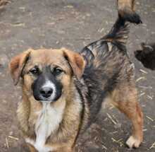 BETTY, Hund, Mischlingshund in Rumänien - Bild 1