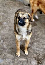 BETTY, Hund, Mischlingshund in Rumänien - Bild 2