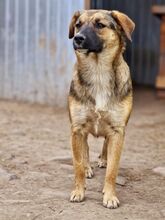 BETTY, Hund, Mischlingshund in Rumänien - Bild 6