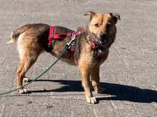 SINA, Hund, Mischlingshund in Schwanewede