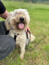 DENI, Hund, Mischlingshund in Marsberg - Bild 2