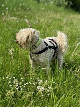 DENI, Hund, Mischlingshund in Marsberg - Bild 3