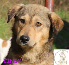 CINDY, Hund, Mischlingshund in Bosnien und Herzegowina - Bild 1