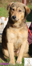 CINDY, Hund, Mischlingshund in Bosnien und Herzegowina - Bild 2