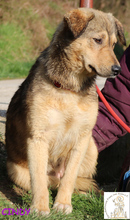 CINDY, Hund, Mischlingshund in Bosnien und Herzegowina - Bild 4