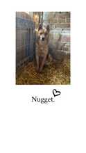 NUGGET, Hund, Mischlingshund in Belgien - Bild 1