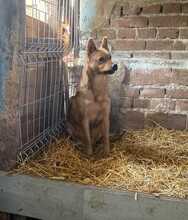 NUGGET, Hund, Mischlingshund in Belgien - Bild 3