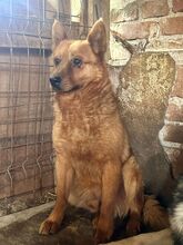 NUGGET, Hund, Mischlingshund in Rumänien - Bild 8