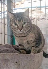 LISA, Katze, Europäisch Kurzhaar in Spanien - Bild 7