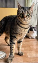 ELVIS, Katze, Europäisch Kurzhaar in Spanien - Bild 7