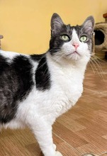MAR, Katze, Europäisch Kurzhaar in Spanien - Bild 6
