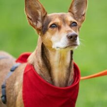 LUA, Hund, Podenco-Mix in Riedstadt - Bild 1