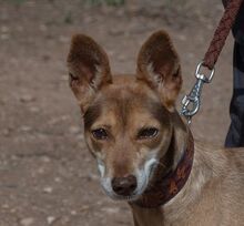 LUA, Hund, Podenco-Mix in Riedstadt - Bild 7