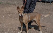 LUA, Hund, Podenco-Mix in Riedstadt - Bild 8