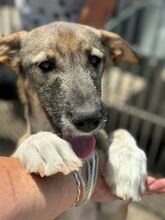 BIANCA, Hund, Mischlingshund in Spanien - Bild 1