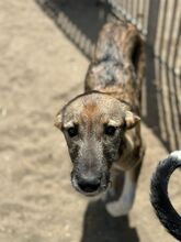 BIANCA, Hund, Mischlingshund in Spanien - Bild 2