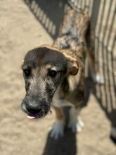 BIANCA, Hund, Mischlingshund in Spanien - Bild 6