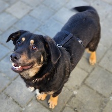 DOTTIE, Hund, Mischlingshund in Sparneck - Bild 10