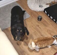 DOTTIE, Hund, Mischlingshund in Sparneck - Bild 12