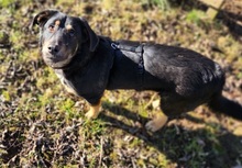 DOTTIE, Hund, Mischlingshund in Sparneck - Bild 3