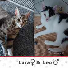 LEO, Katze, Europäisch Kurzhaar in Borgholzhausen - Bild 1