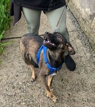 NELLIE, Hund, Mischlingshund in Nordmazedonien - Bild 20