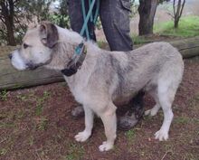 REX2, Hund, Mischlingshund in Slowakische Republik - Bild 6