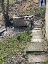 REX2, Hund, Mischlingshund in Slowakische Republik - Bild 9