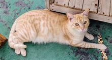 PINO, Katze, Europäisch Kurzhaar in Spanien - Bild 8